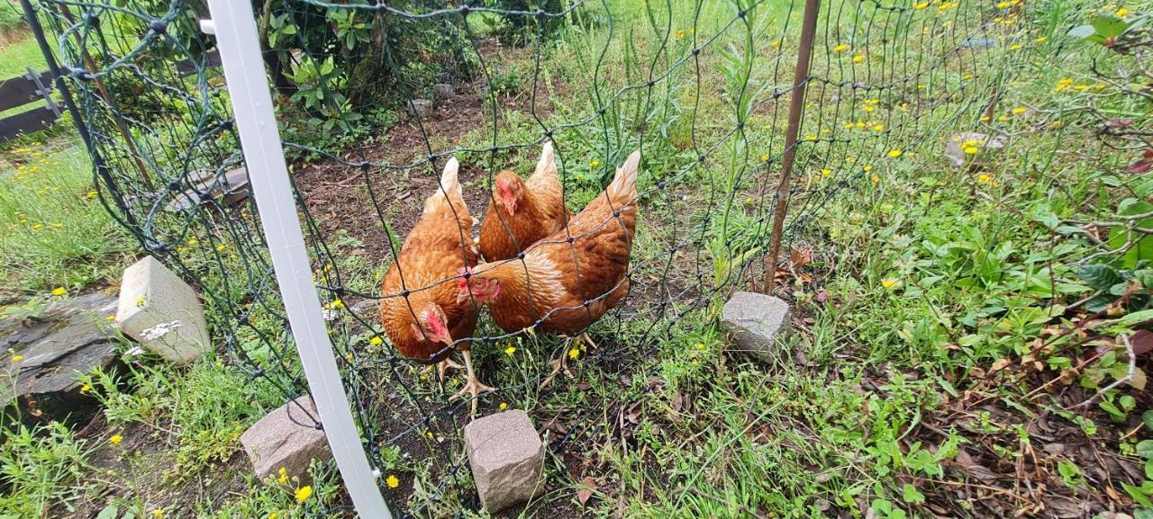 Ferienwohnung Im Gruenen Heppenheim  外观 照片